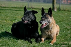 Condor & Hades