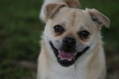 Perla