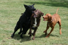 Bella, Romeo & Peaches