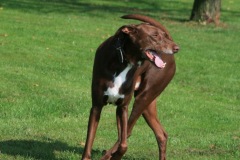 Romeo