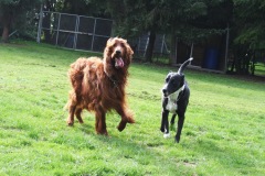 Sir Fight & Nala