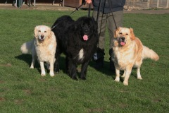 Gina, Gismo & Buddy