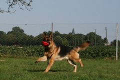 Merlin