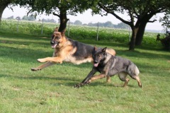 Merlin & Thaya