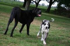 Hank & Hope
