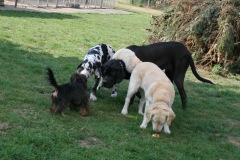 Consano, Hank, Hope & Loona