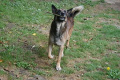 Dingo
