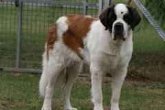 Tamira